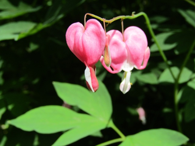 Тони Старк: приключения без брони. И снова Аптекарский огород | Бэйбики Тони Старк: приключения без брони. И снова Аптекарский огород (фото 3)