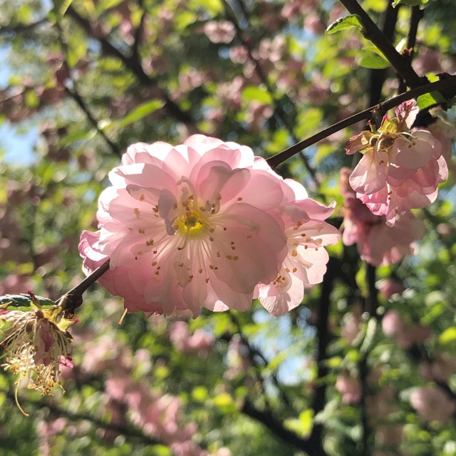 Тони Старк: приключения без брони. Был месяц май, половина вторая