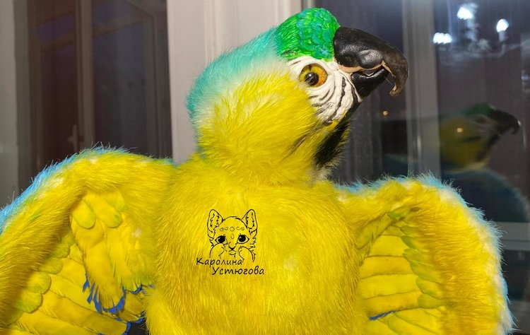 Попугай Ара. Желто-голубой
