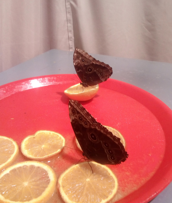 Живые цветы — Болталка и разговоры обо всем: жизнь (фото 3)