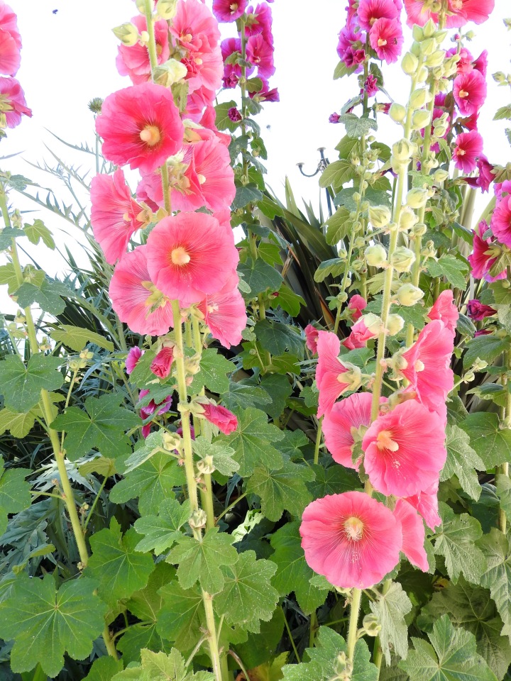 Краснодарский Край, Сочи-Адлер, Санаторий «Южное Взморье»