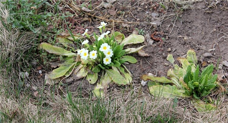 Пасхальные выходные с Джиджи. BJD Gigi от Meadow Dolls