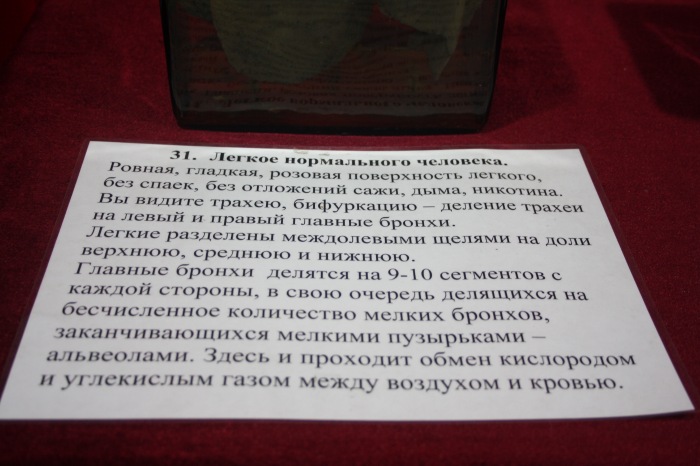 Псков: Петербургская Кунсткамера у нас в гостях. СТРОГО 18 + (фото 6)