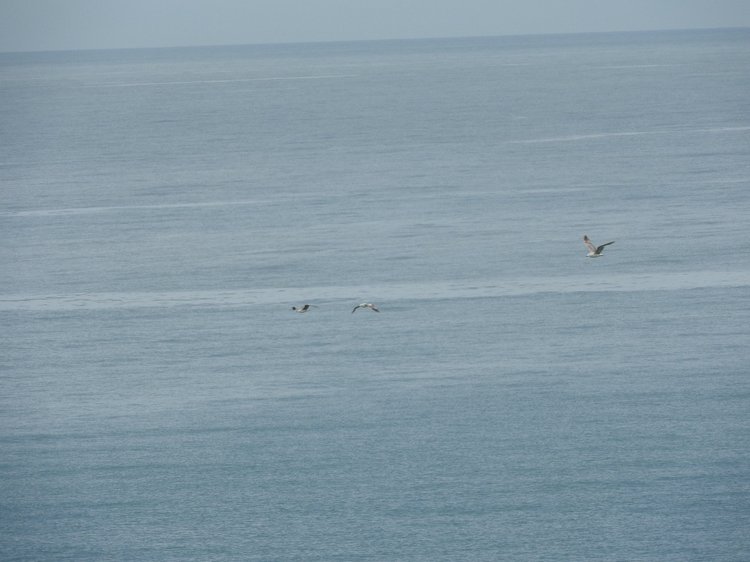 Сочи-Адлер: Южное Взморье - Красоты Черного Моря (фото 6)