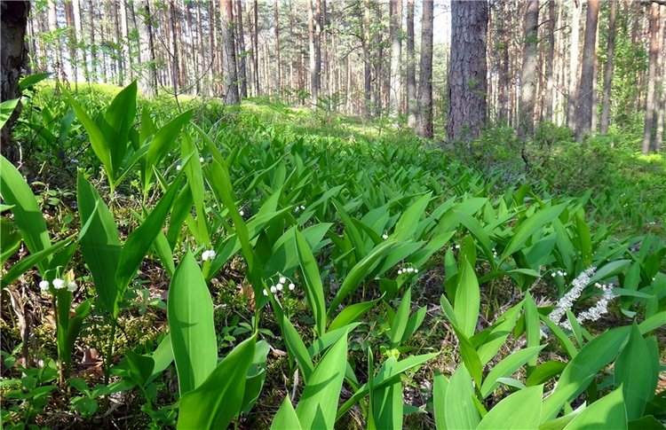 Ландышевая Сказка — Куклы Heidi Plusczok (Хайди/Хейди Плюсчок) — фото