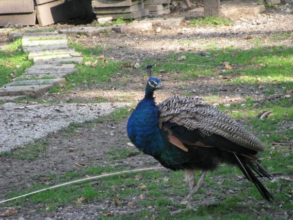 Разнообразие животного мира