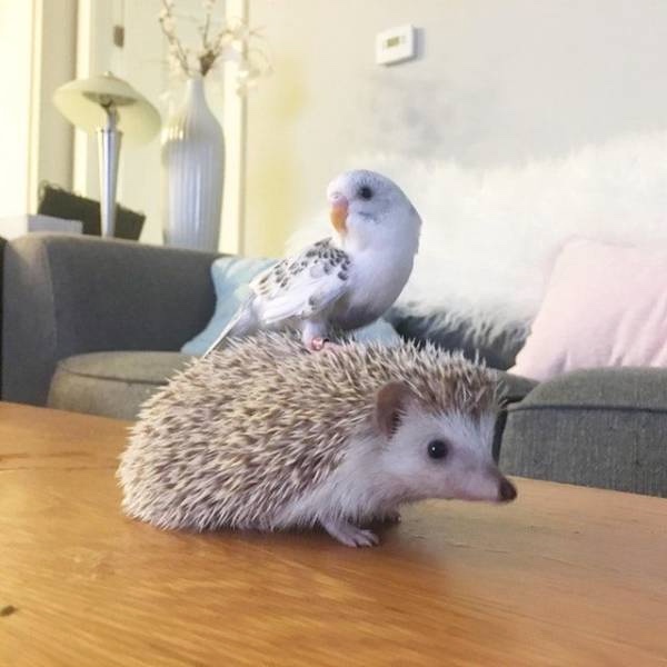 Любительские фотографии Ежей (выпуск 1) | Бэйбики Любительские фотографии Ежей (выпуск 1)