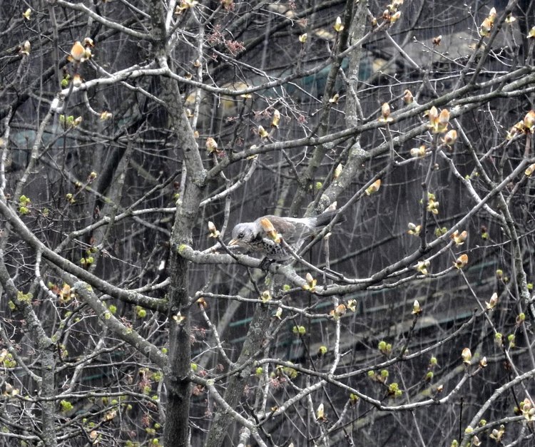 Сойки во дворе — Интересное и необычное: фотоподборки