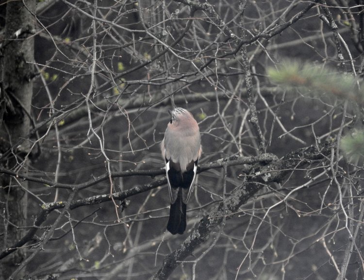 Сойки во дворе — Интересное и необычное: фотоподборки