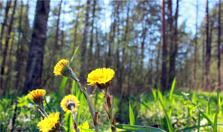 Весенняя Фея. Kyrra Fair Meadow doll | Бэйбики Весенняя Фея. Kyrra Fair Meadow doll