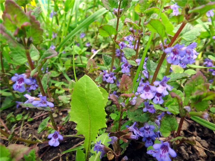 Просто Весна — Красивая природа и цветы: фото пейзажей