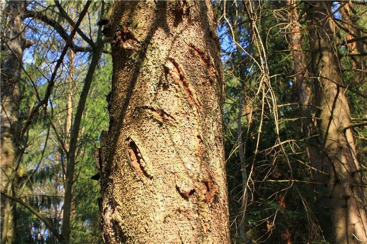 Савватьева Пустынь, Тверская область