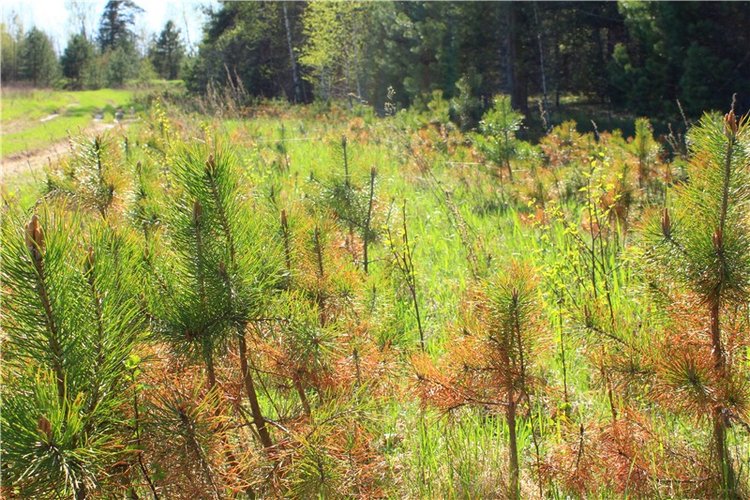 Долгая дорога к Волге. Custom Blythe Doll UFO Go Go Takara