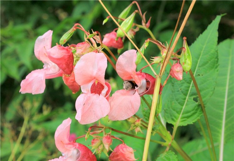 Июльское путешествие в Старицу, продолжение