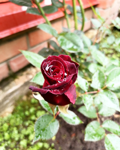 Самая очаровательная Розочка в моём саду | Бэйбики Самая очаровательная Розочка в моём саду (фото 3)