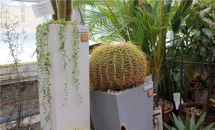 Тверской Ботанический Сад, продолжение | Бэйбики Тверской Ботанический Сад, продолжение