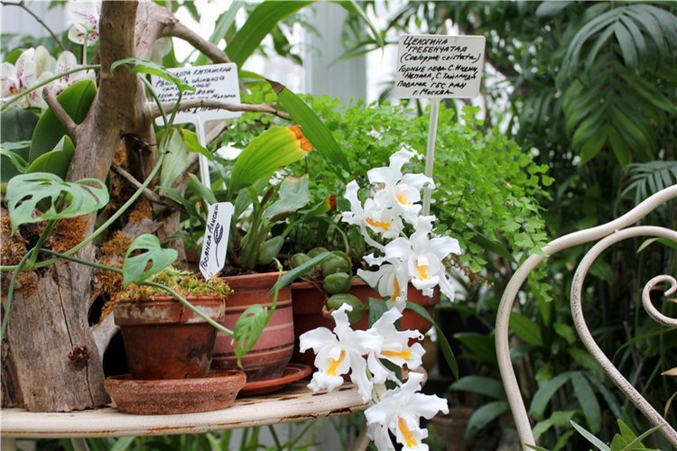 Тверской Ботанический Сад, продолжение | Бэйбики Тверской Ботанический Сад, продолжение