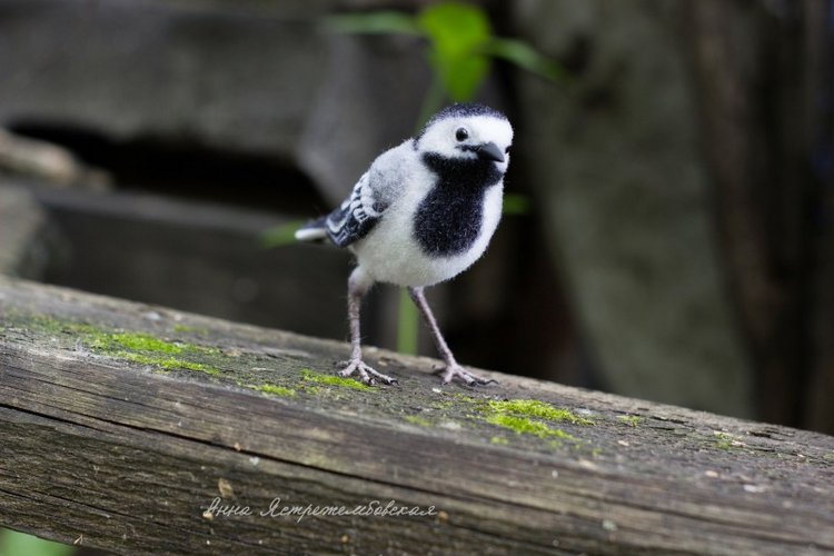 Белая трясогузка — Валяные игрушки из шерсти: сухое валяние