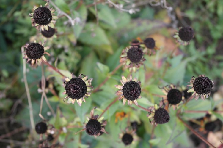 Осенний день Юляши и Бьорк