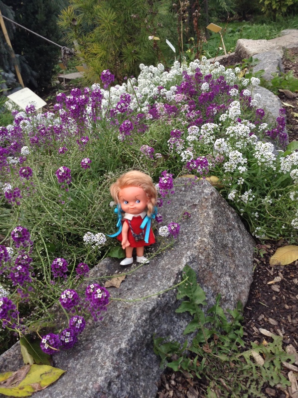 Аптекарский огород сегодня. ч.5. Грибной фестиваль