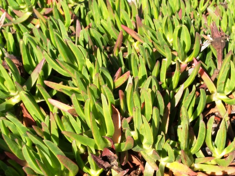 Тайна моего имени. Часть 11. Португалия, Мыс Рока. Там, где кончается земля, и начинается море (фото 7)