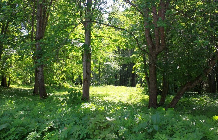 Я к Вам лечу воспоминаньем...Пушкинский праздник поэзии в Берново, 2019 год