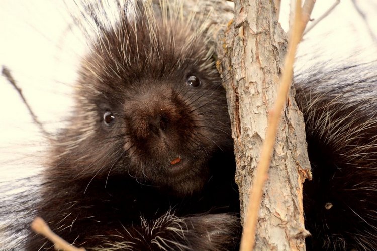 Любителям природы - профессиональные фотографии (выпуск 4)