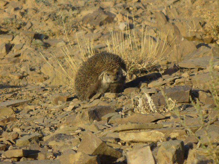 Любительские фотографии Ежей (выпуск 1) | Бэйбики Любительские фотографии Ежей (выпуск 1)