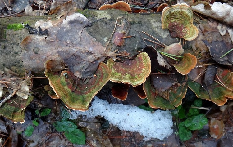 23 февраля - расцвели синие подснежники