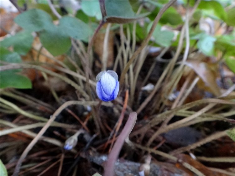 23 февраля - расцвели синие подснежники