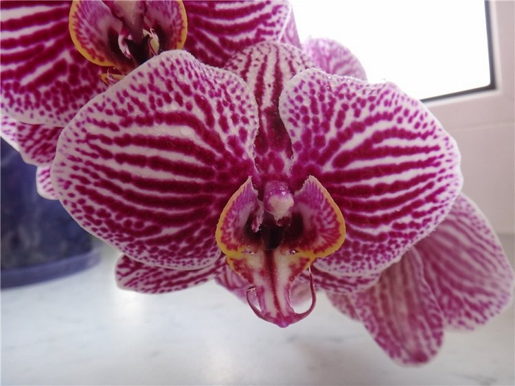 Софи. Lati HoneyBee New Mystic Sophie | Бэйбики Софи. Lati HoneyBee New Mystic Sophie