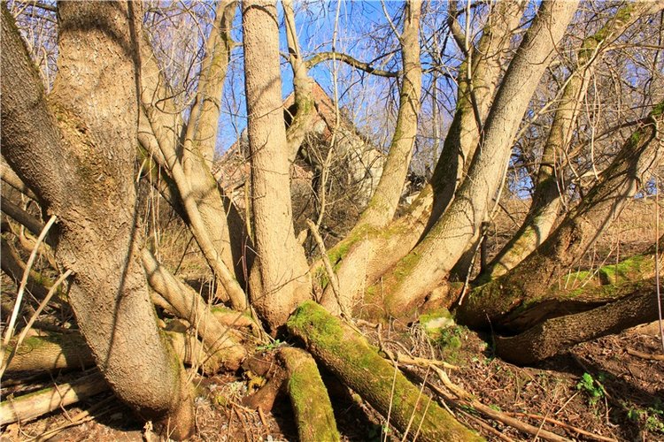 Тверской "Луксор" — Куклы Meadow dolls (Медовушки): BJD (БЖД)