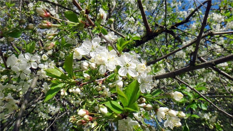 Просто Весна — Красивая природа и цветы: фото пейзажей