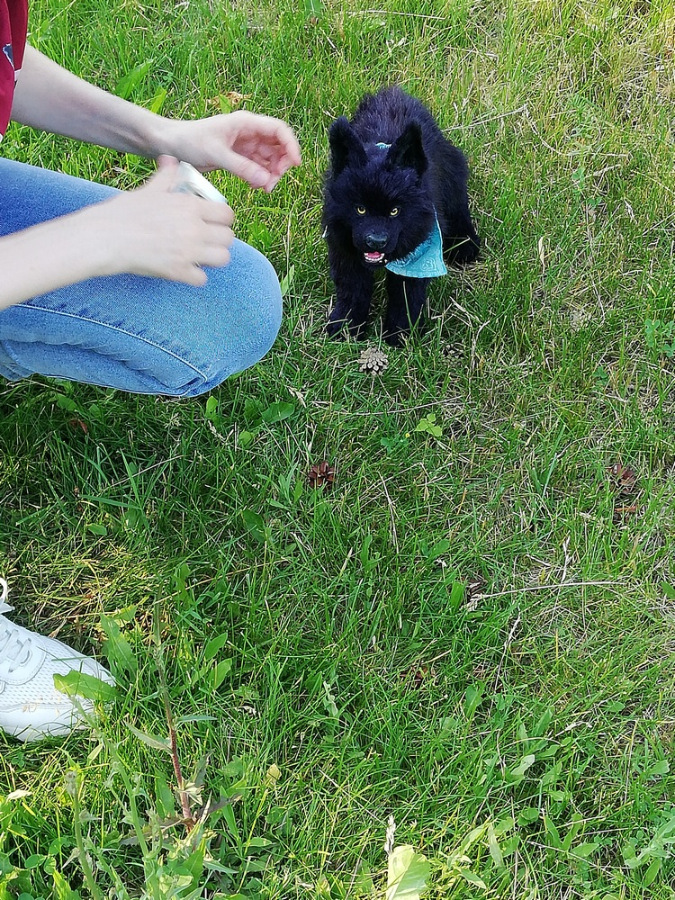 Мой домашний волчок — Домашние фото авторских игрушек: Тедди