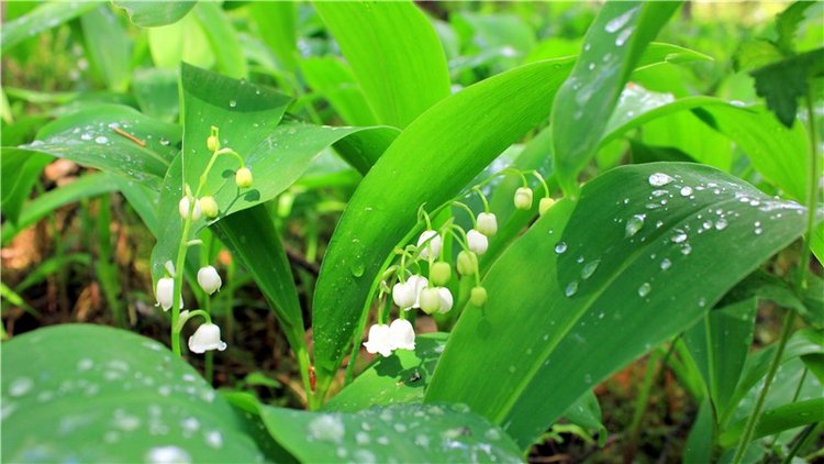 Ландышевый Лес. Twinkles Ella Chocolate