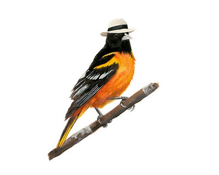 Birdswithhats - Авторские зарисовки "Птицы в шляпах" by Matt Decker