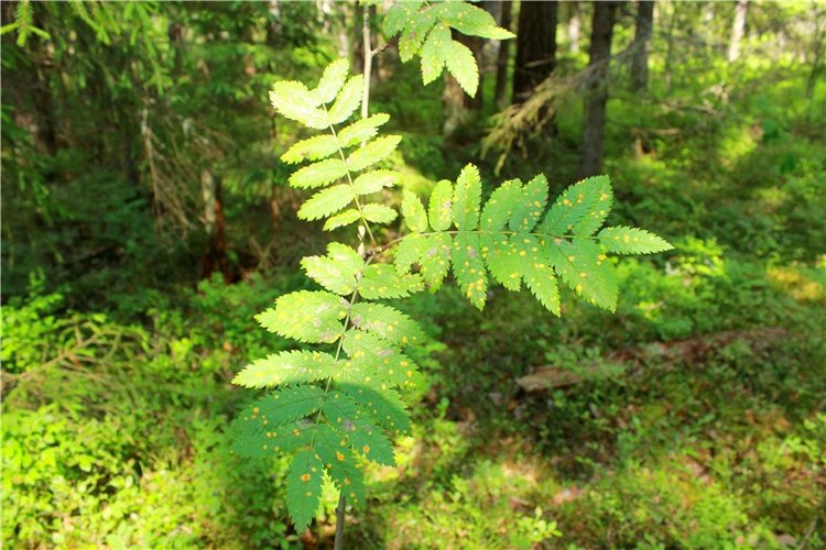 Путешествие Эли на красивый берег реки Волги