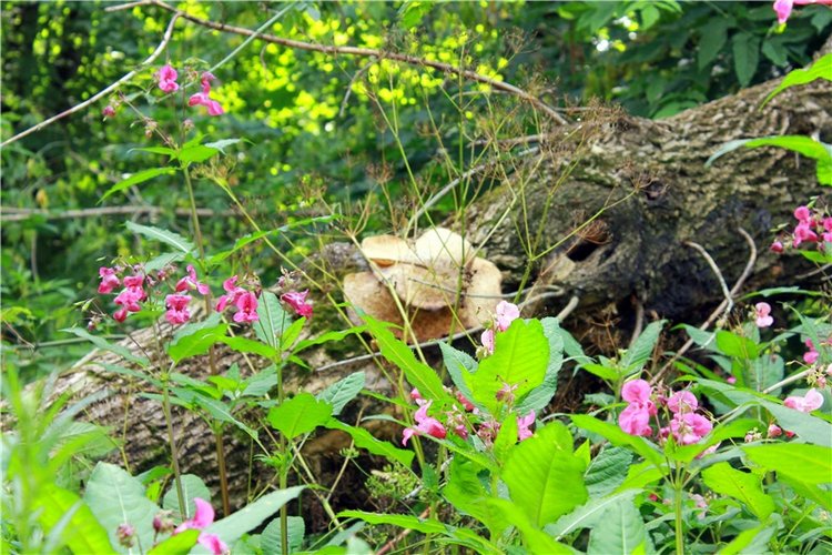 Июльское путешествие в Старицу, продолжение