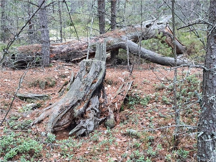 Сказка Оршинского Леса | Бэйбики Сказка Оршинского Леса — Куклы Meadow dolls (Медовушки): BJD (БЖД)