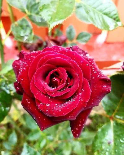 Самая очаровательная Розочка в моём саду | Бэйбики Самая очаровательная Розочка в моём саду