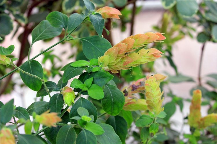 Выставка тюльпанов в Твери, продолжение