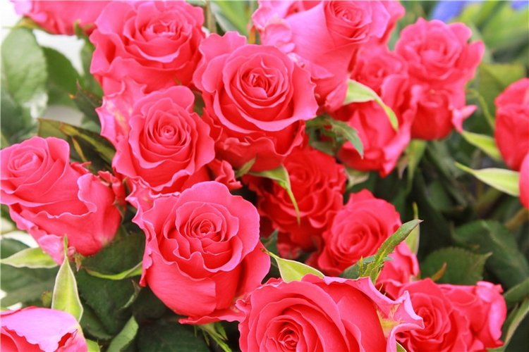 Выставка тюльпанов в Твери