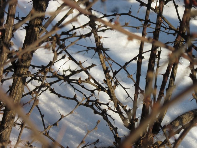 Король зимы — Разные шарнирные куклы (не БЖД): редкие