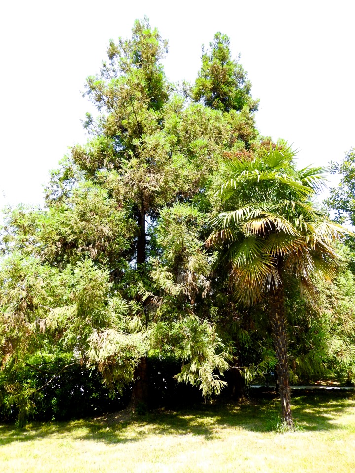 Краснодарский Край, Сочи-Адлер, Санаторий «Южное Взморье»