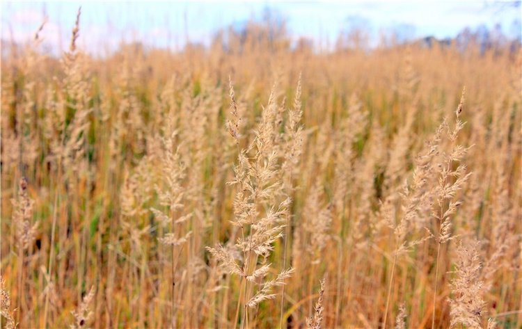 Осеннее путешествие с Мишей. Zwergnase Mischa | Бэйбики Осеннее путешествие с Мишей. Zwergnase Mischa