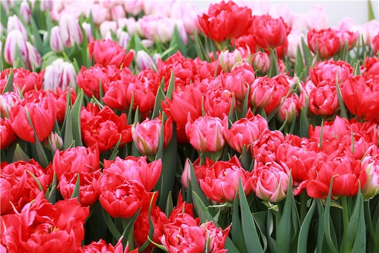 Тюльпановый Рай. Выставка тюльпанов в Твери. Mini Layla elf Sunkissed skin от Kaye Wiggs