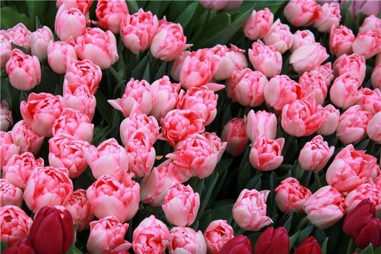 Тюльпановый Рай, продолжение. Выставка тюльпанов в Твери. Mini Layla elf Sunkissed skin от Kaye Wiggs