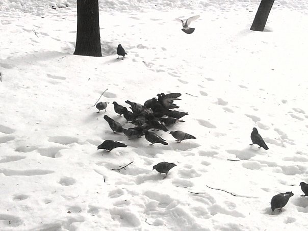 1 апреля — Международный день птиц