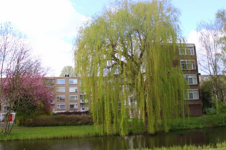 Цветущая Сакура. Прогулка по парку с Алисой. Весенние зарисовки