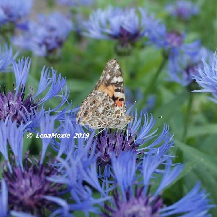 Есенинские тропинки. Часть 2